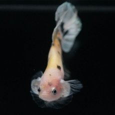 画像3: HMPK　イエローカッパー (3)