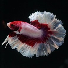 画像7: HM　ラベンダーバタフライ　ローズテール (7)