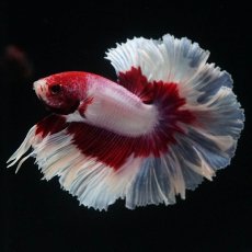 画像5: HM　ラベンダーバタフライ　ローズテール (5)