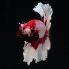 画像6: HM　ラベンダーバタフライ　ローズテール (6)