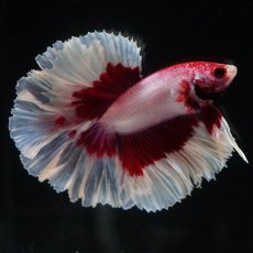 画像3: HM　ラベンダーバタフライ　ローズテール (3)