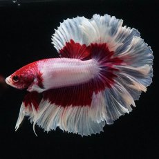 画像4: HM　ラベンダーバタフライ　ローズテール (4)