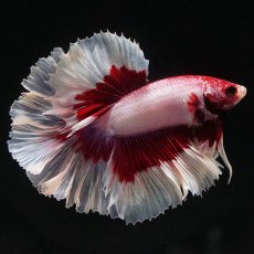 画像1: HM　ラベンダーバタフライ　ローズテール (1)