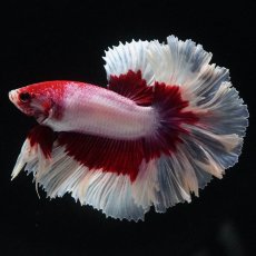 画像2: HM　ラベンダーバタフライ　ローズテール (2)