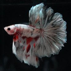 画像5: HM　ホワイトカッパー (5)