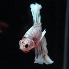 画像3: HM　ホワイトカッパー (3)