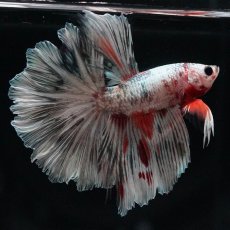 画像2: HM　ホワイトカッパー (2)