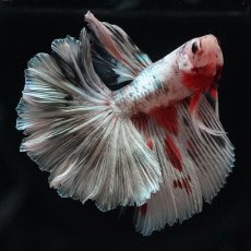 画像7: HM　ホワイトカッパー (7)