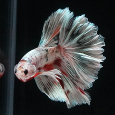 画像8: HM　ホワイトカッパー (8)