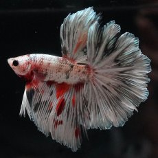 画像1: HM　ホワイトカッパー (1)