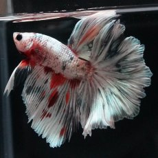 画像6: HM　ホワイトカッパー (6)