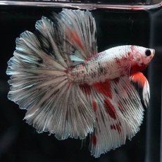 画像4: HM　ホワイトカッパー (4)