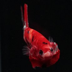 画像11: HMPK　レッドカッパー　変わり柄 (11)