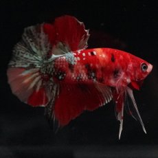 画像4: HMPK　レッドカッパー　変わり柄 (4)