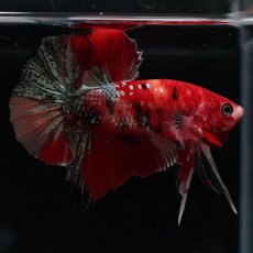 画像10: HMPK　レッドカッパー　変わり柄 (10)