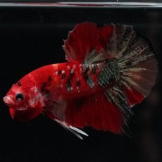 画像9: HMPK　レッドカッパー　変わり柄 (9)