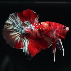 画像1: HMPK　レッドカッパー　変わり柄 (1)