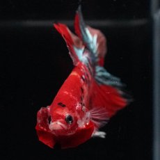 画像8: HMPK　レッドカッパー　変わり柄 (8)