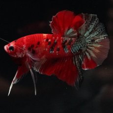 画像7: HMPK　レッドカッパー　変わり柄 (7)