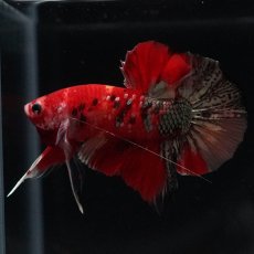 画像5: HMPK　レッドカッパー　変わり柄 (5)