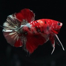 画像6: HMPK　レッドカッパー　変わり柄 (6)