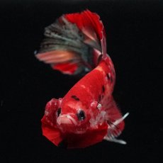 画像3: HMPK　レッドカッパー　変わり柄 (3)