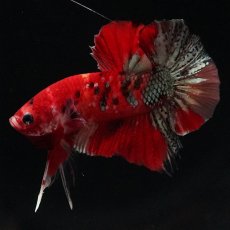 画像2: HMPK　レッドカッパー　変わり柄 (2)