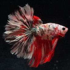 画像1: HM　キャンディカッパー (1)