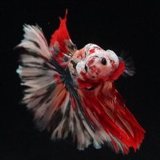 画像3: HM　キャンディカッパー (3)