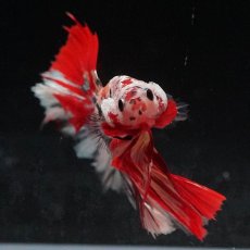 画像6: HM　キャンディカッパー (6)