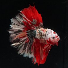 画像9: HM　キャンディカッパー (9)