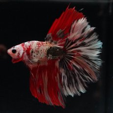 画像2: HM　キャンディカッパー (2)