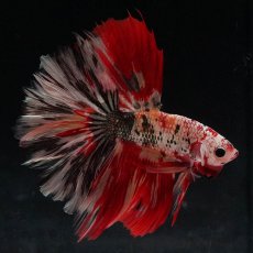 画像8: HM　キャンディカッパー (8)