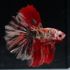 画像7: HM　キャンディカッパー (7)