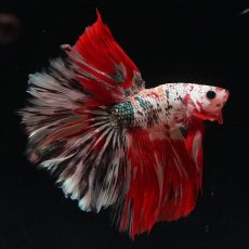 画像4: HM　キャンディカッパー (4)