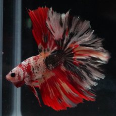 画像5: HM　キャンディカッパー (5)