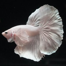 画像7: HMダンボ　ホワイト (7)