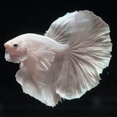 画像1: HMダンボ　ホワイト (1)