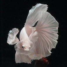 画像3: HMダンボ　ホワイト (3)