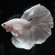 画像5: HMダンボ　ホワイト (5)