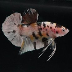 画像2: HMPK　イエローカッパー (2)