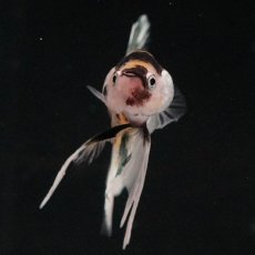 画像3: HMPK　イエローカッパー (3)