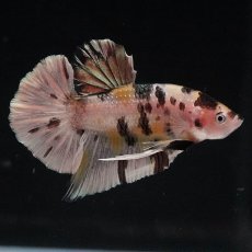 画像7: HMPK　イエローカッパー (7)