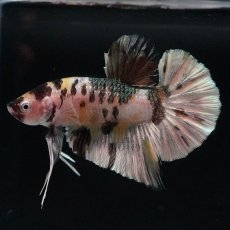 画像6: HMPK　イエローカッパー (6)