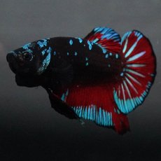 画像9: GHMPK　ブラックスター (9)