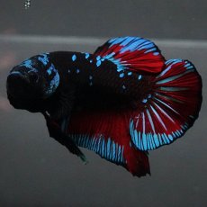 画像8: GHMPK　ブラックスター (8)