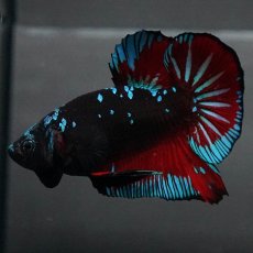 画像6: GHMPK　ブラックスター (6)