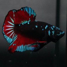 画像4: GHMPK　ブラックスター (4)