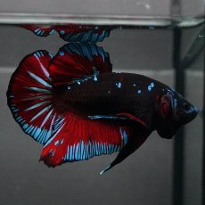 画像7: GHMPK　ブラックスター (7)