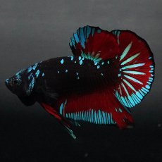 画像1: GHMPK　ブラックスター (1)